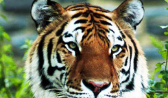 Tiger image 41